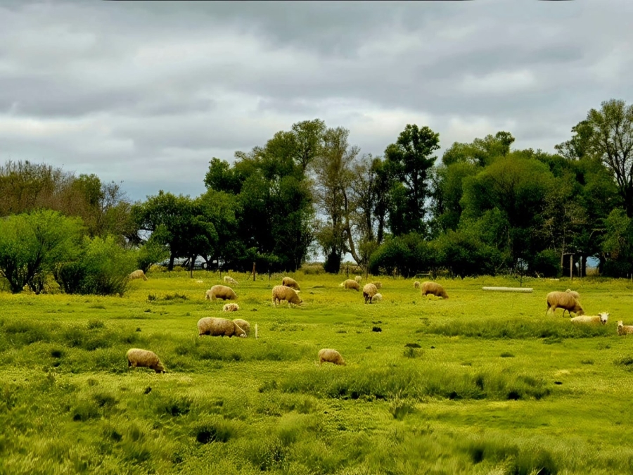 Commercial Property for Sale in Petrusburg Rural Free State
